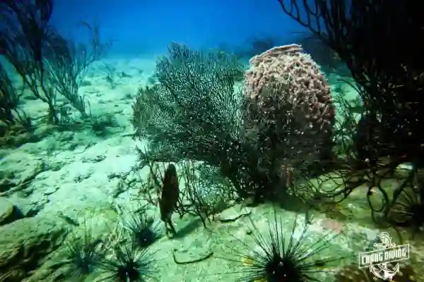 แนวปะการังที่หินลูกบาต เกาะช้าง