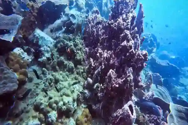 Unterwasserfelsen und Fischschwärme bei Hin Pray Nam, Koh Chang