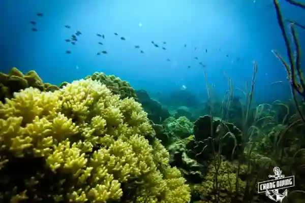 สิ่งมีชีวิตใต้ทะเลหลากสีสันที่หินราบนอร์ท เกาะช้าง