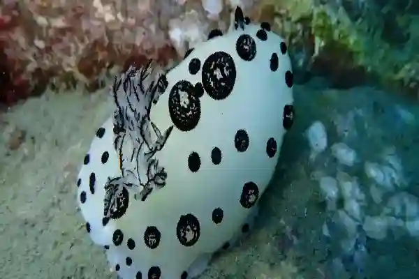 Buntes Korallenriff unter Wasser bei Hin Sam Sao