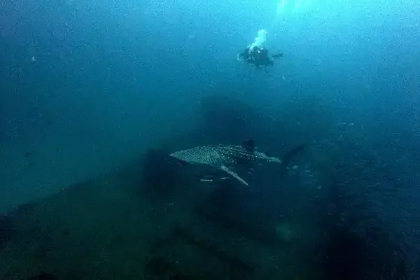Walhai schwimmt über das HTMS Chang Wrack in Thailand am 8. Januar 2025