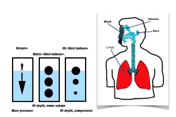 Illustration showing how pressure affects air spaces in the body during diving