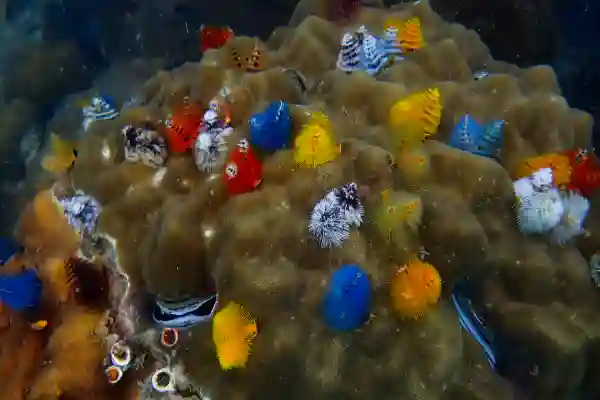 Tauch-Wissensbasis – Skills, Wissenschaft, Sicherheit für Instruktoren