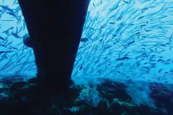 Advanced wreck diving on HTMS Chang, Koh Chang