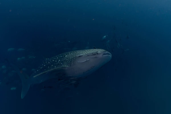 Whale shark encounter at HTMS Chang wreck, Koh Chang – January 23, 2026