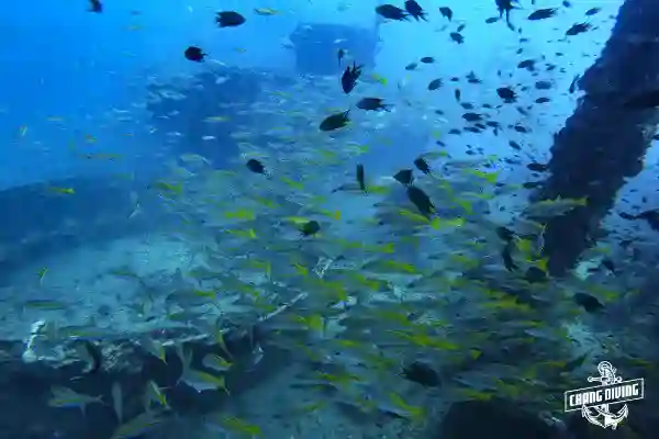 Taucher erkunden das Äußere des HTMS Chang Wracks nahe Koh Chang