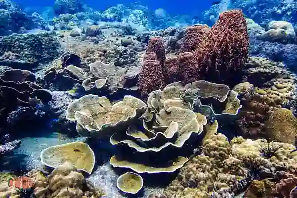 Fun Dives Koh Chang lebendige Korallenriffe mit tropischen Fischen erkunden