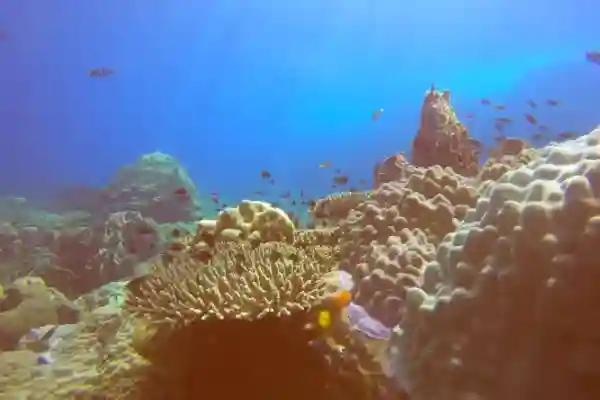 Open Water bis Divemaster Praktikum umfassendes professionelles Ausbildungsprogramm