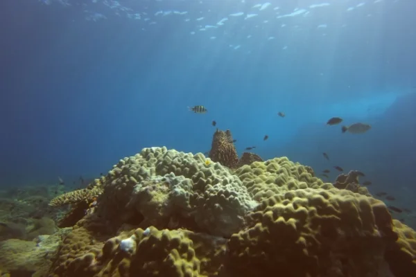 Open Water bis Divemaster Praktikum praktische Tauchführungserfahrung