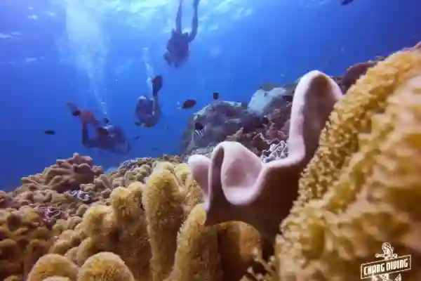 Open Water Diver Kurs Theorie-Unterricht mit Tauchausrüstung und Zertifizierungsmaterialien