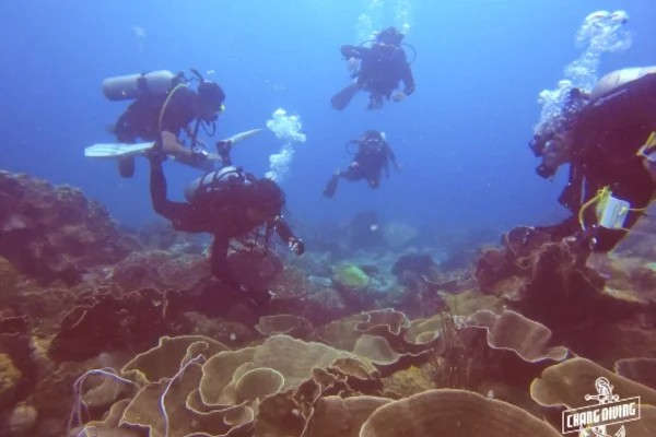 Open Water Diver Studenten erkunden Korallenriff während Zertifizierungstauchgang in Koh Chang