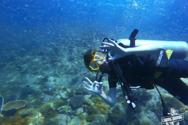 Open Water Diver Zertifizierungstauchgang mit Tauchlehrer zeigt Meereslebewesen-Identifikation