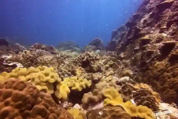 Scuba Review Auffrischungskurs Tarierungskontrolle unter Wasser üben