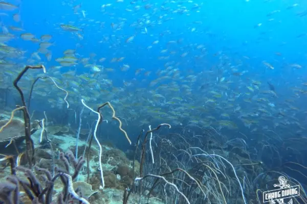 Scuba Review Maskenausblasen und Unterwasser-Fertigkeiten mit Tauchlehrer