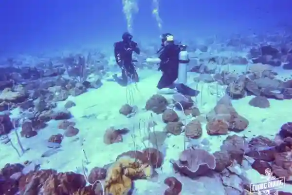 Scuba Review Theorie-Sitzung Wiederholung von Tauchwissen und Sicherheitsverfahren