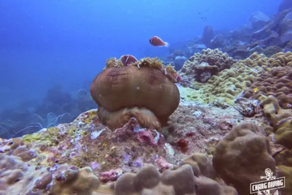Scuba Review Tauchvorbereitung Ausrüstungscheck vor Auffrischungstauchgang