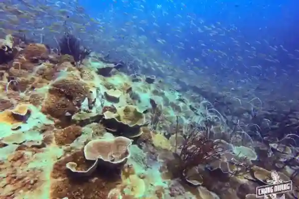 Try Dive Koh Chang erste Unterwasser-Erfahrung