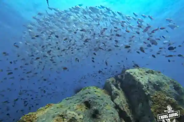 Geführter Rifftauchgang während Try Dive